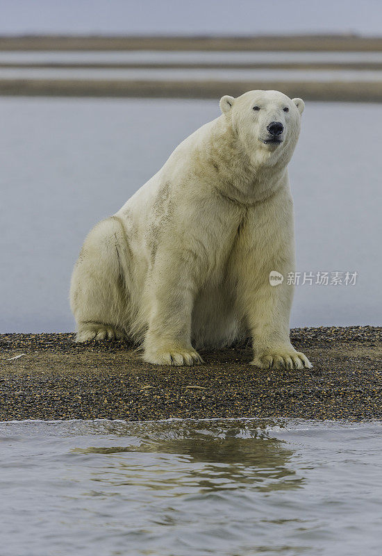 北极熊(Ursus maritimus)是一种土生土长的北极熊，主要生活在北极圈内，包括北冰洋及其周围的海洋和陆地。在巴特岛的海滩上等待着海水结冰以便捕猎海豹